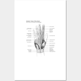 Black and White Hand Dissection Illustration Posters and Art